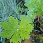 Geranium macrorrhizumLeaf