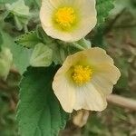 Sida cordifolia Flower