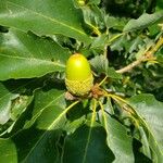 Quercus bicolor Frutto