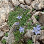 Campanula cenisia Habitatea