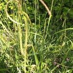 Carex pendula Hedelmä