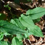 Symphyotrichum cordifolium Листок