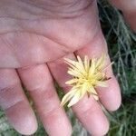 Scorzonera aristata Flower