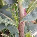 Lactuca serriola Bark