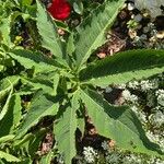 Sauromatum venosum Hoja