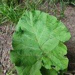 Arctium nemorosumLeaf