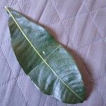 Pachira glabra Leaf