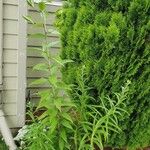 Lilium lancifolium Habit