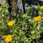 Grindelia integrifolia 葉