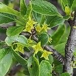 Rhamnus saxatilis Virág