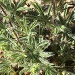 Potentilla hirta Leaf