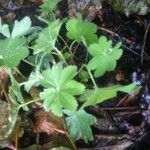 Alchemilla vulgaris Hábito