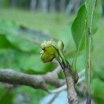 Sparattosyce balansae Flor