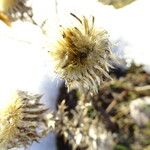 Carlina vulgaris Blomma