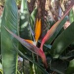 Strelitzia reginaeFlower