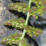 Asplenium foreziense Fuelha