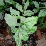 Lactuca muralis Leaf