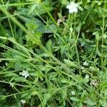 Stellaria alsine Blad