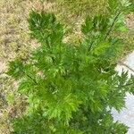 Artemisia annua Leaf