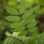 Afzelia pachyloba Hoja