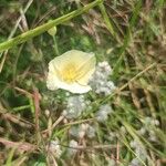 Cienfuegosia yucatanensis Flor