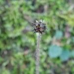 Hieracium sabaudum Цветок