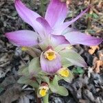 Curcuma aromatica Λουλούδι