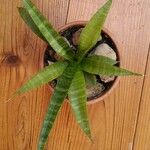 Dracaena hyacinthoides List