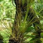 Tillandsia festucoides Costuma