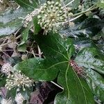 Fatsia japonicaBlodyn