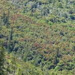 Nothofagus codonandra Hábito