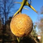 Citrus trifoliata Plod