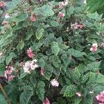 Begonia incarnata 形態