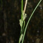 Carex grioletii Цвят