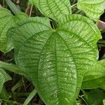 Dioscorea sansibarensis Hoja