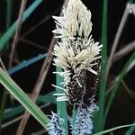 Carex acutiformis Virág
