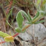 Helianthemum ledifolium Deilen