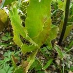 Epimedium stellulatum Blatt