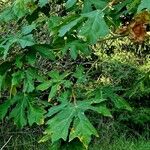 Acer macrophyllum Hoja