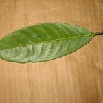 Amanoa guianensis 葉