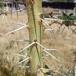 Vachellia xanthophloea Rinde