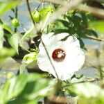 Hibiscus laevis Kwiat