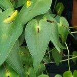 Pleurothallis radula Folha