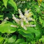 Maianthemum racemosum Кветка