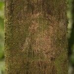 Byrsonima laevigata Kabuk
