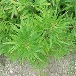 Artemisia lactiflora Blad