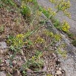 Isatis tinctoria Fleur