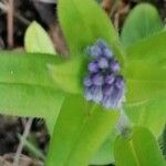 Asperugo procumbens Kukka