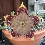 Edithcolea grandis花