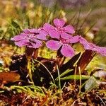 Dianthus glacialis Flor